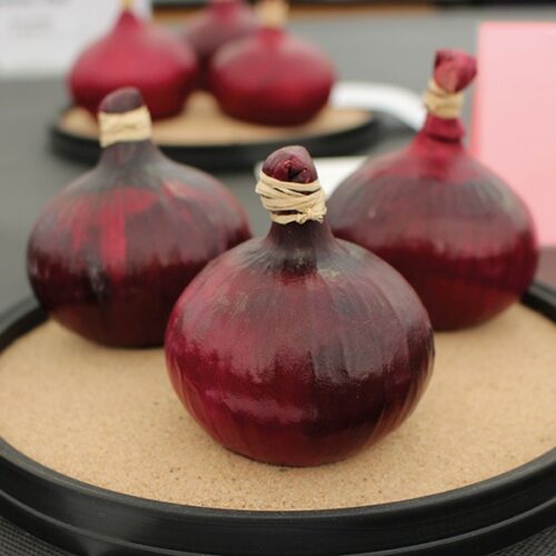 Mr Fothergill’s Onion Red Barron Product Image