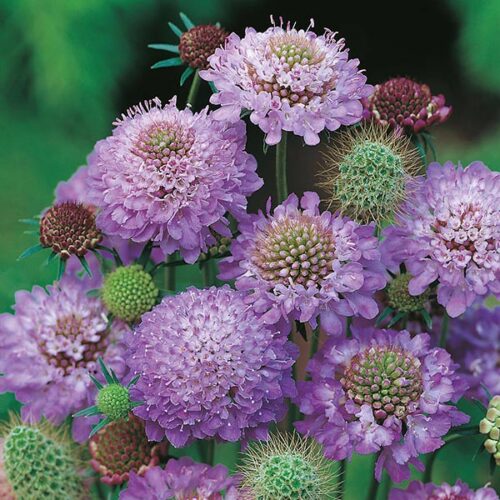 Mr Fothergill’s Scabious Blue Cushion Product Image