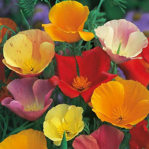 Mr Fothergill’s California Poppy Single Mix Product Image