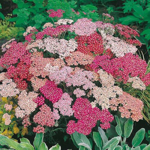 Mr Fothergill’s Achillea Summer Berries Product Image