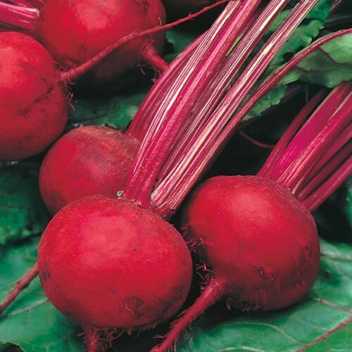 Boltardy Beetroot Product Image