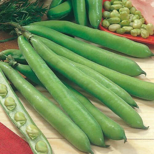 Aguadulce Broad Bean Product Image