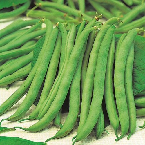 Tendergreen Dwarf French Bean Product Image