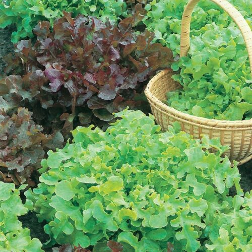 Salad Bowl Red & Green Mixed Lettuce Product Image