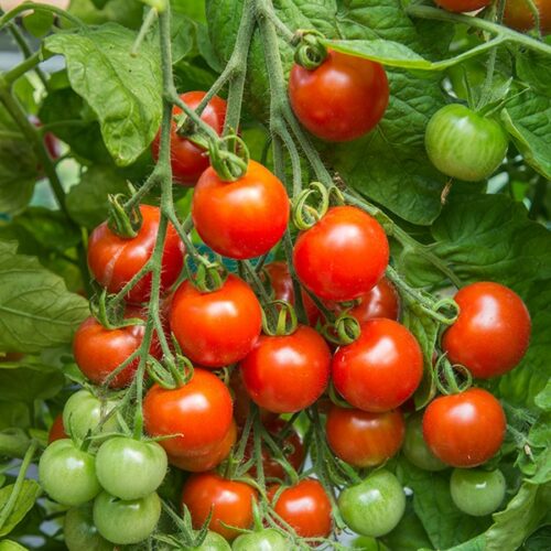 Mr Fothergill’s Tomato Gardener’s Delight Product Image