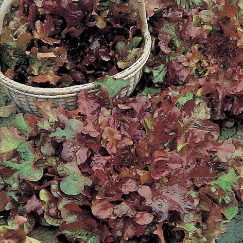 Salad Bowl Red Lettuce Product Image