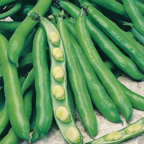 Mr Fothergill’s Broad Bean Bunyards Exhibition Product Image