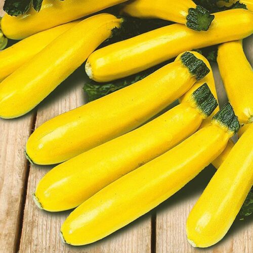 Soleil F1 Courgette Product Image