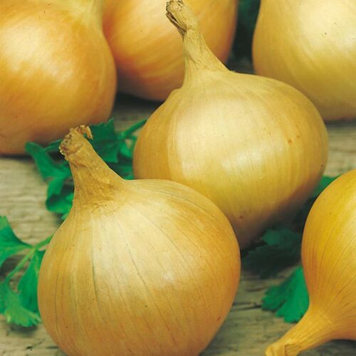 Mr Fothergill’s Onion Bedfordshire Champion Product Image