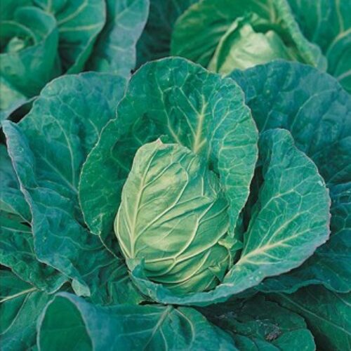 Grayhound Cabbage Product Image