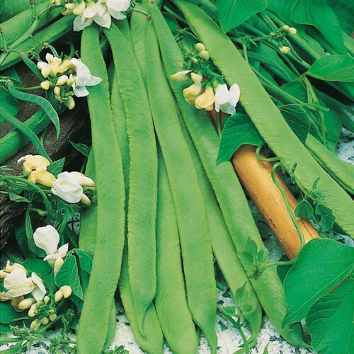 White Lady Runner Bean Product Image