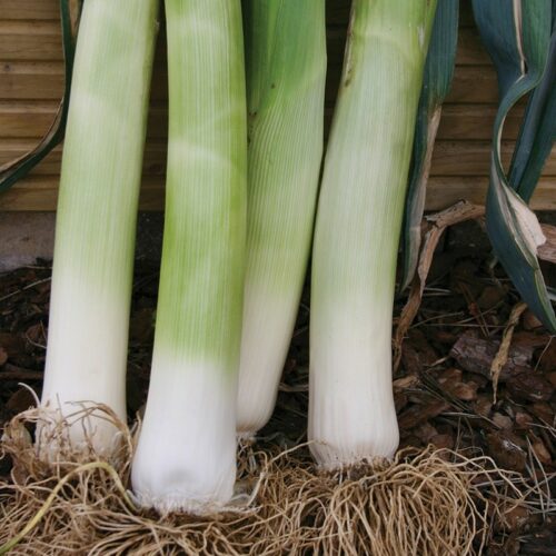 Mr Fothergill’s Leek Musselburgh Product Image
