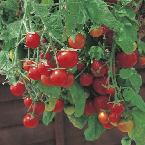 Tumbling Tom Red Tomato Product Image