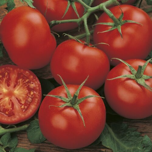 Moneymaker Tomato Product Image