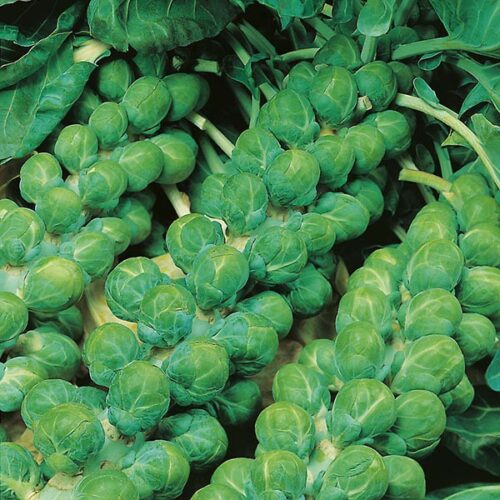 Evesham Special Brussel Sprout Product Image