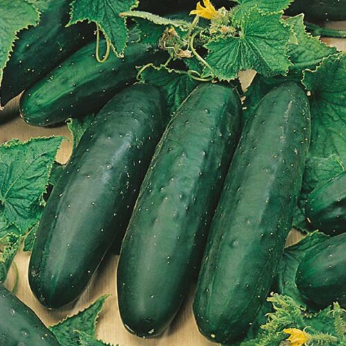 Marketmore 76 Cucumber Product Image