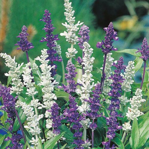 Mr Fothergill’s Salvia Blue & White Product Image