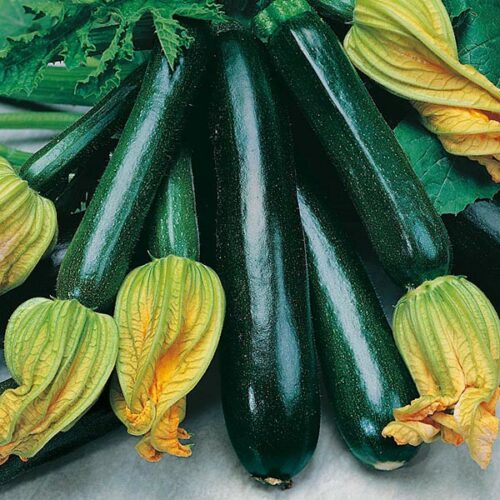 Black Beauty Courgette Product Image