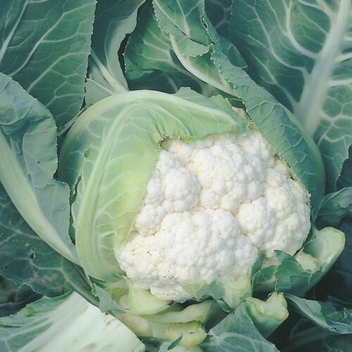 RHS Moby Dick F1 Cauliflower Product Image