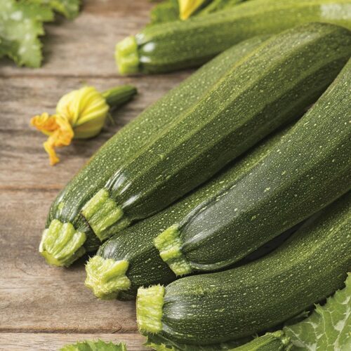 RHS Defender F1 Courgette Product Image