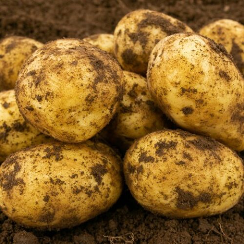 JBA FIRST EARLIES SEED CALEDONIAN PEARL 2kg Product Image