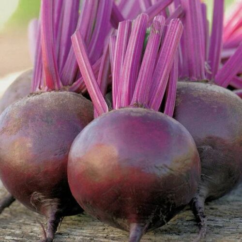 RHS BEETROOT BETTOLLO F1 Product Image