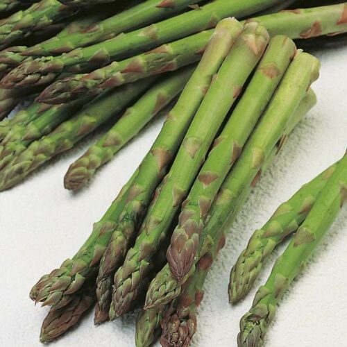 RHS ASPARAGUS CONNOVERS COLOSSAL Product Image