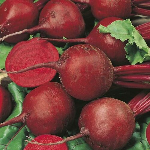 RHS BEETROOT SOLO F1 Product Image