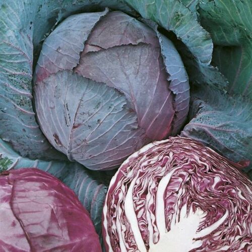 RHS CABBAGE RED ROOKIE F1 Product Image
