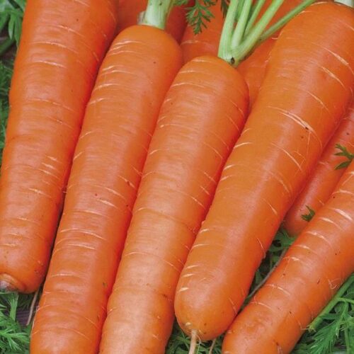 RHS CARROT MAESTRO F1 Product Image