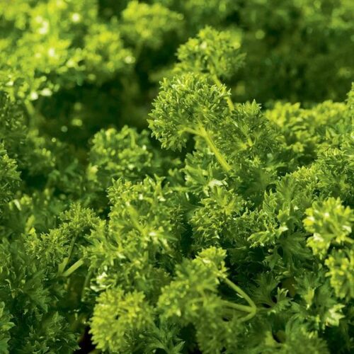 RHS HERB PARSLEY CURLINA Product Image