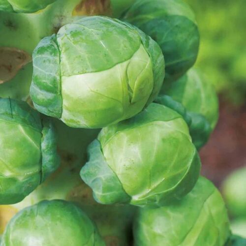 RHS BRUSSEL SPROUT IGOR F1 Product Image