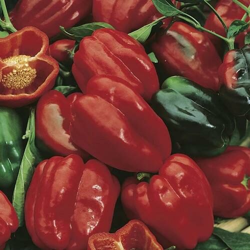 RHS SWEET PEPPER REDSKIN F1 Product Image