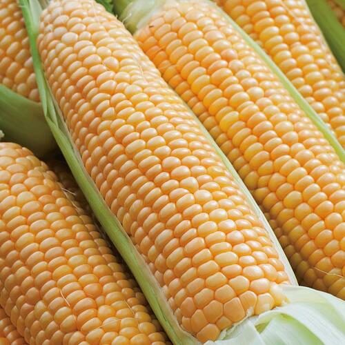 RHS SWEETCORN PRELUDE F1 Product Image