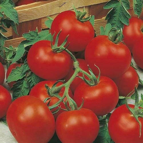 RHS TOMATO OUTDOOR GIRL Product Image