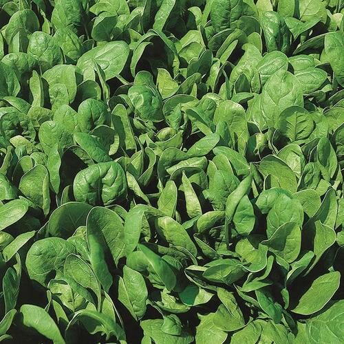 RHS SPINACH MEDANIA Product Image