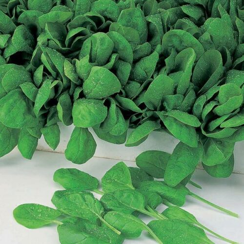 RHS SPINACH APOLLO F1 Product Image