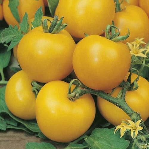 RHS TOMATO GOLD NUGGET Product Image