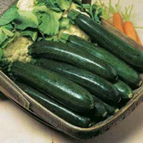 Johnsons Courgette Astia F1 Product Image