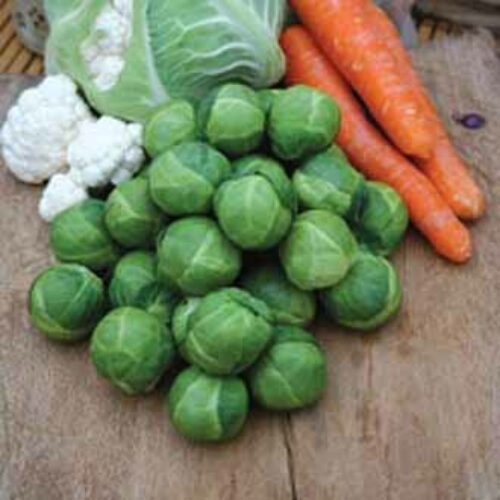 Johnsons Brussel Sprout Brest F1 Product Image