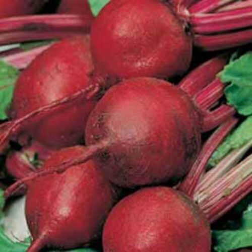 Johnsons Beetroot Cardeal F1 Product Image