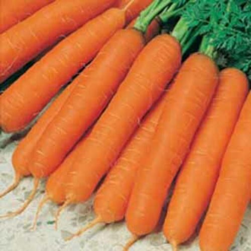 Johnsons Carrot Jitka F1 Product Image