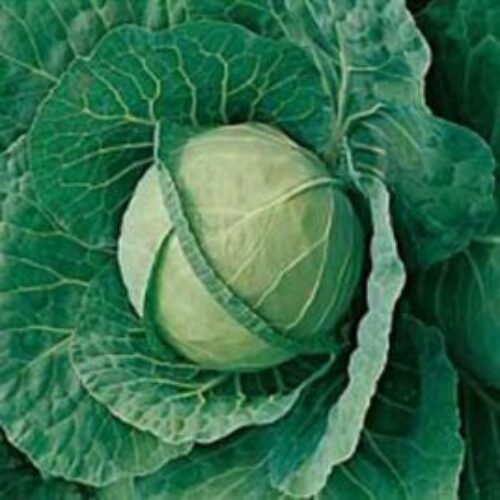 Johnsons Cabbage Langedijk Product Image