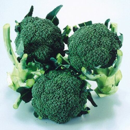 Johnsons Broccoli (Calabrese) Matsuri F1 Product Image