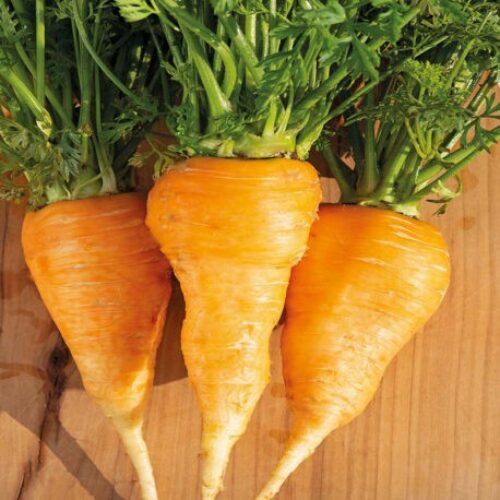 Johnsons Carrot Ox-Heart Product Image