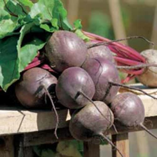 Johnsons Beetroot Red Titan F1 Product Image