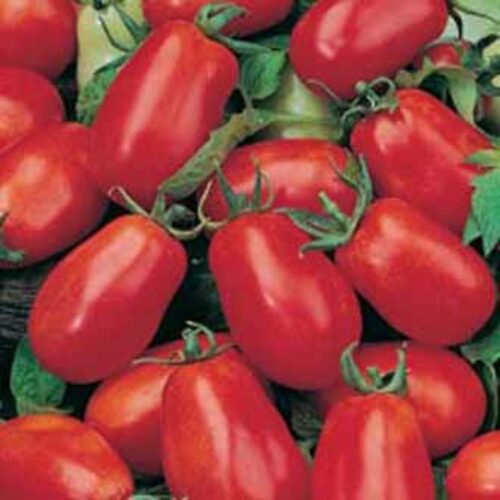 Johnsons Organic Tomato Roma Product Image