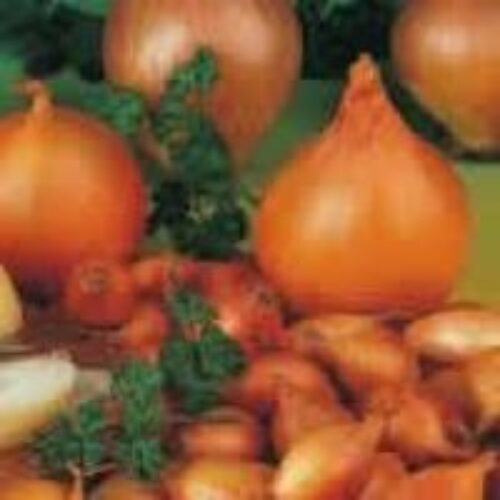 Gro-Well 50 Onion Sets Turbo Product Image