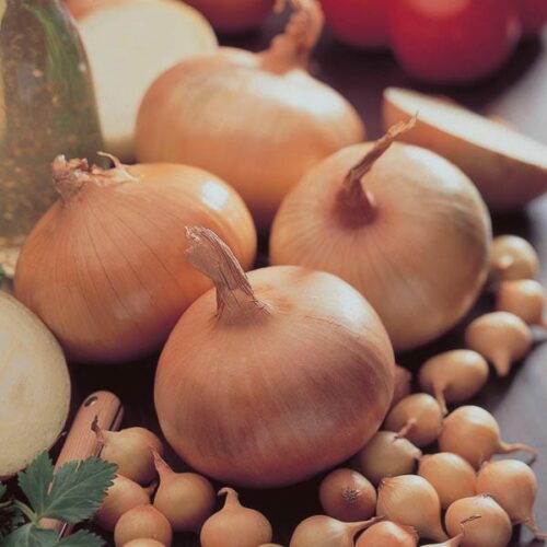 Stuttgart Giant Onion 50 Sets Product Image