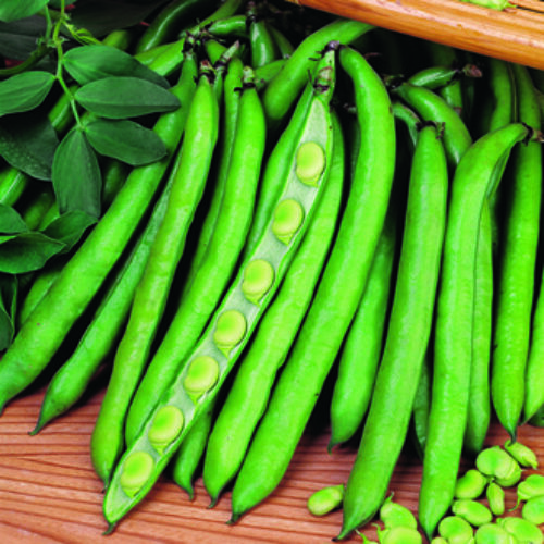 RHS BROAD BEAN IMPERIAL GREEN LONGPOD Product Image